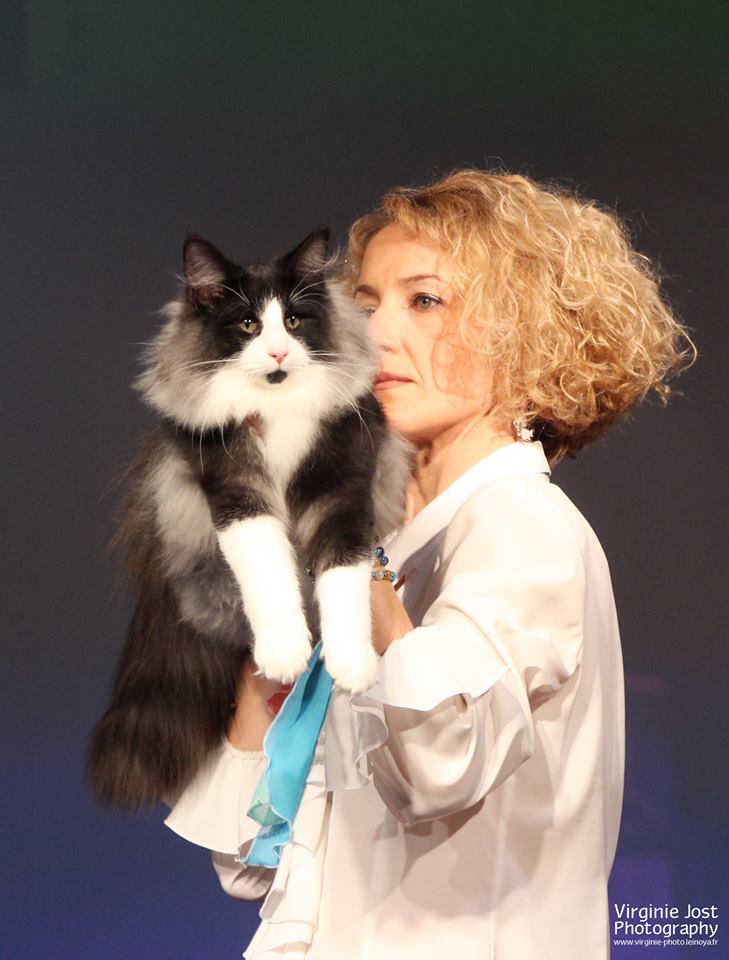 NORVEGESE DELLE FORESTE CAMPIONE DEL MONDO ORLANDO DIRAC CUCCIOLI GATTO NORVEGESE