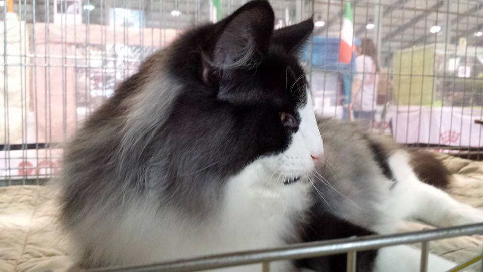 NORVEGESE DELLE FORESTE CAMPIONE DEL MONDO ORLANDO DIRAC CUCCIOLI GATTO NORVEGESE