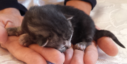 Cucciolo Gatto Norvegese Delle Foreste disponibile, Ugolino Cucciolo Gatto Norvegese Delle Foreste disponibile