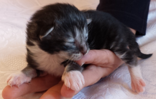 Cucciolo Gatto delle Foreste Norvegesi disponibile, Umea Cucciolo Gatto delle Foreste Norvegesi disponibile