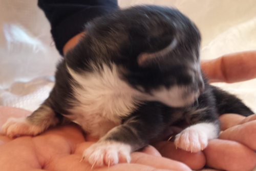 Cucciolo Gatto delle Foreste Norvegesi disponibile, Umea Cucciolo Gatto delle Foreste Norvegesi disponibile