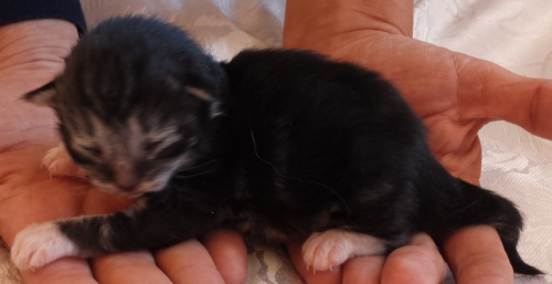 Cucciolo Gatto delle Foreste Norvegesi disponibile, Umea Cucciolo Gatto delle Foreste Norvegesi disponibile