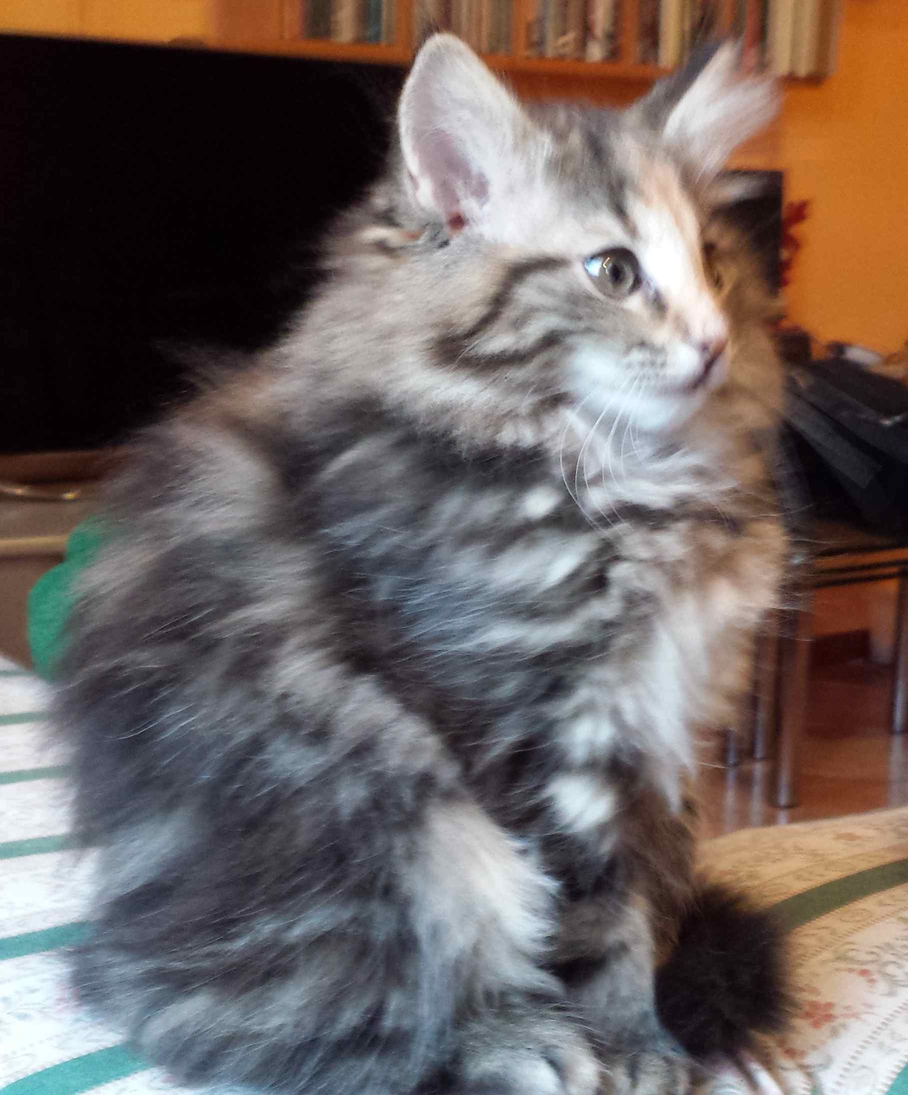 Cucciolo di Gatto delle Foreste Norvegesi disponibile