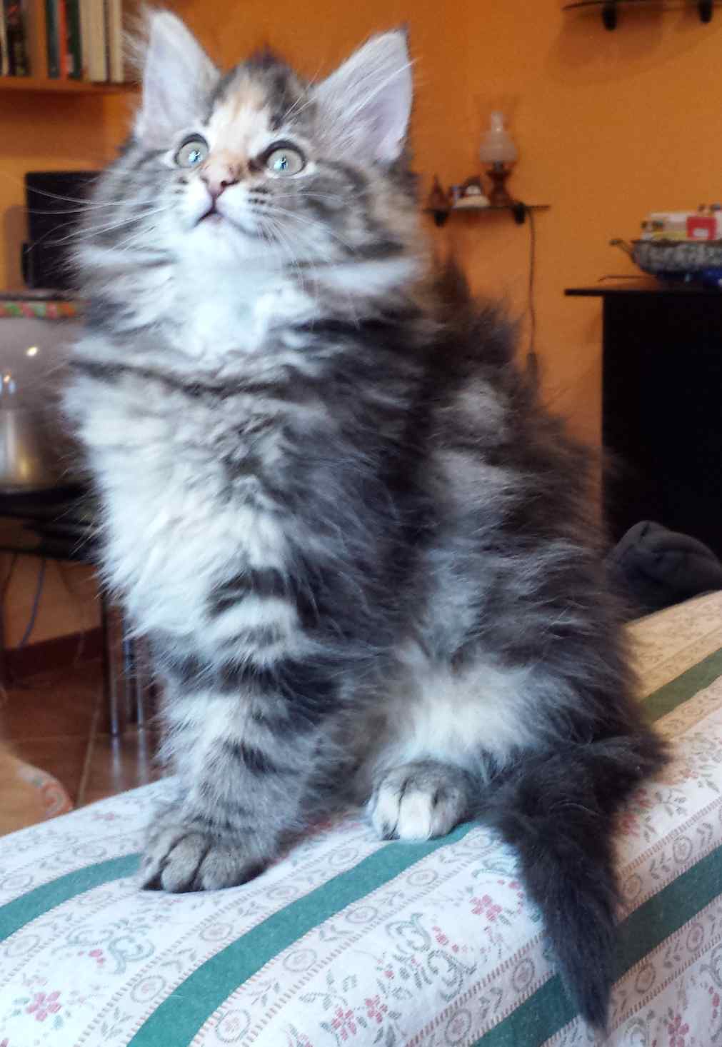 Cucciolo di Gatto delle Foreste Norvegesi disponibile