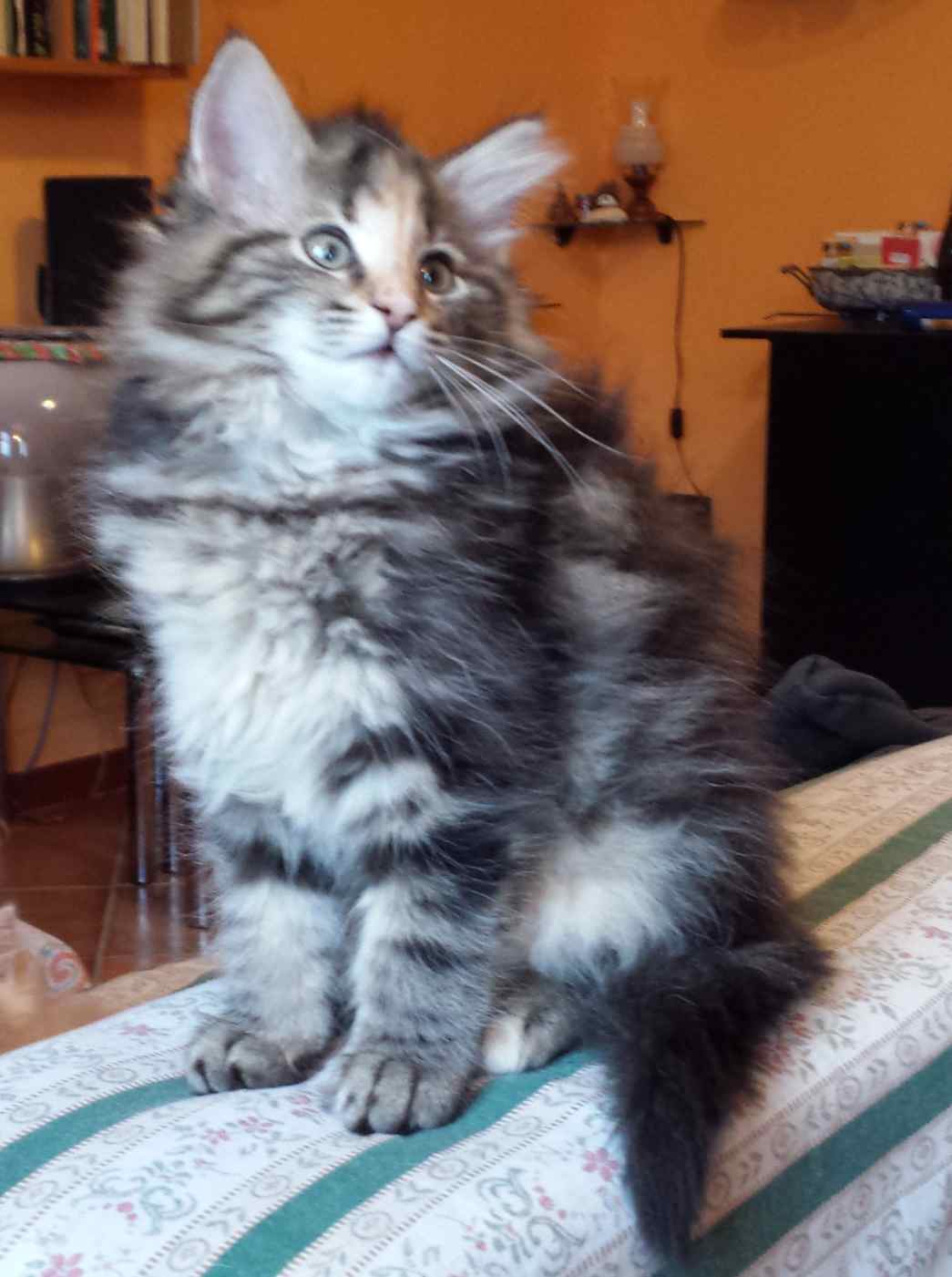 Cucciolo di Gatto delle Foreste Norvegesi disponibile
