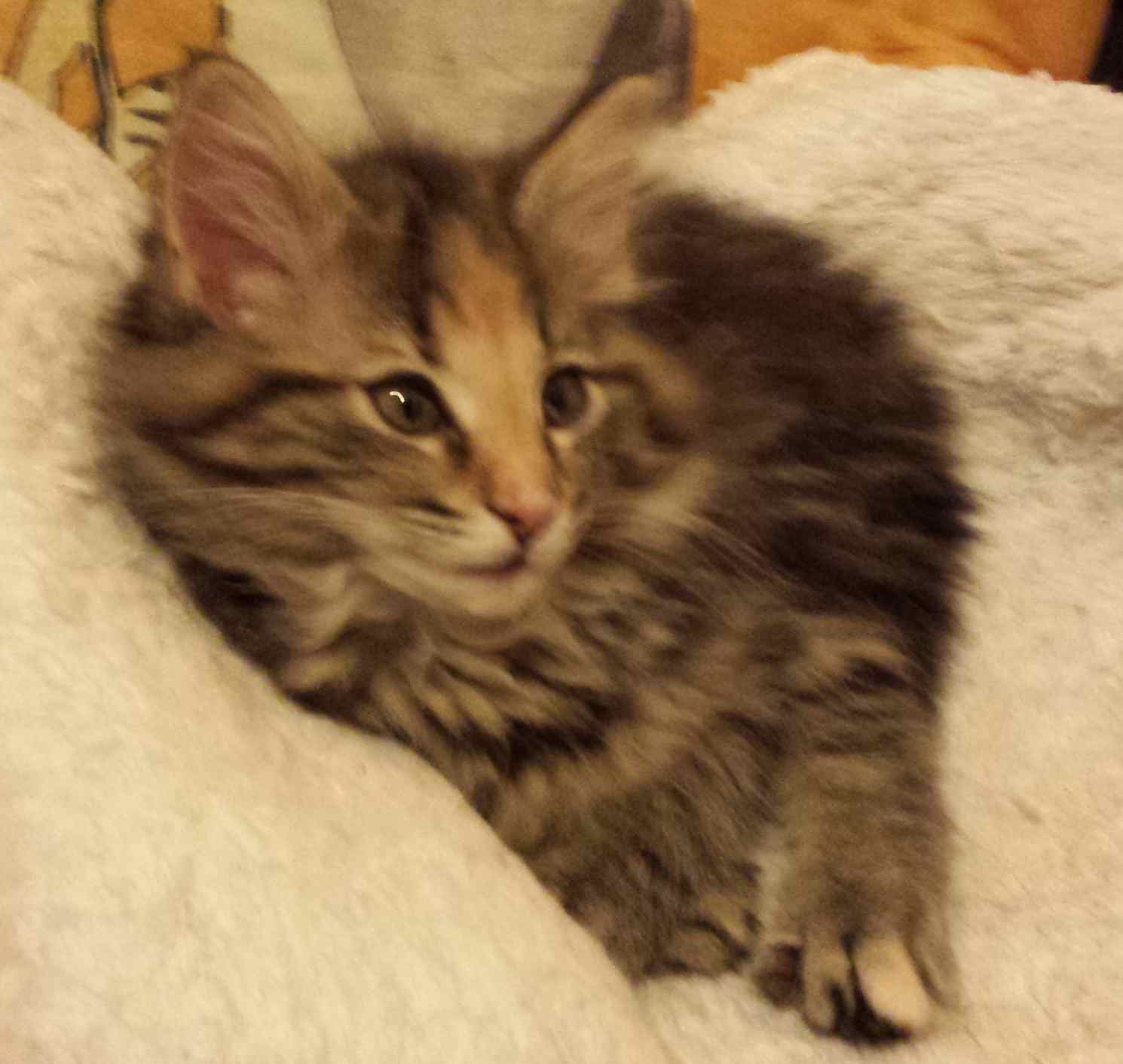 Cucciolo di Gatto delle Foreste Norvegesi disponibile