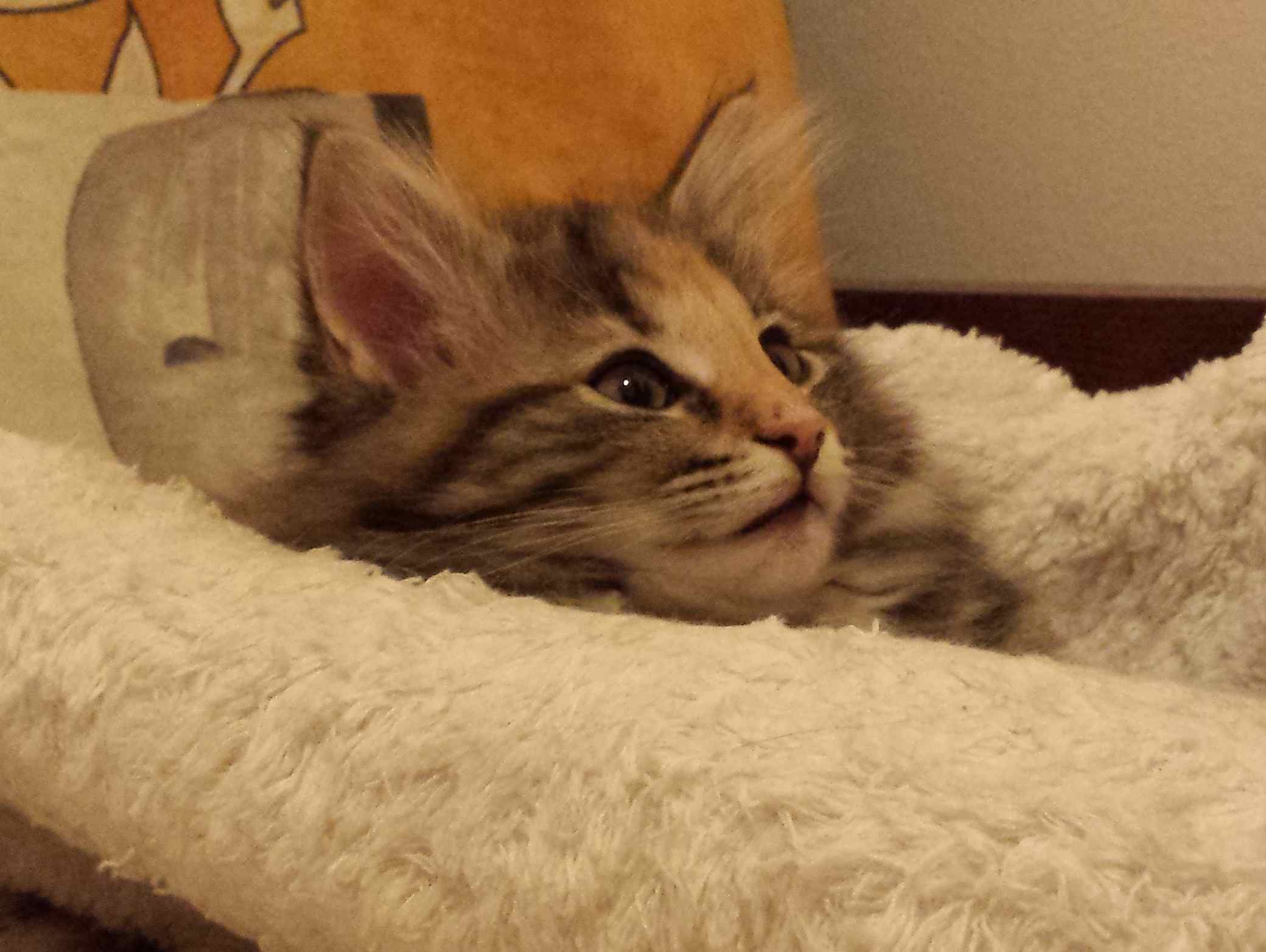 Cucciolo di Gatto delle Foreste Norvegesi disponibile
