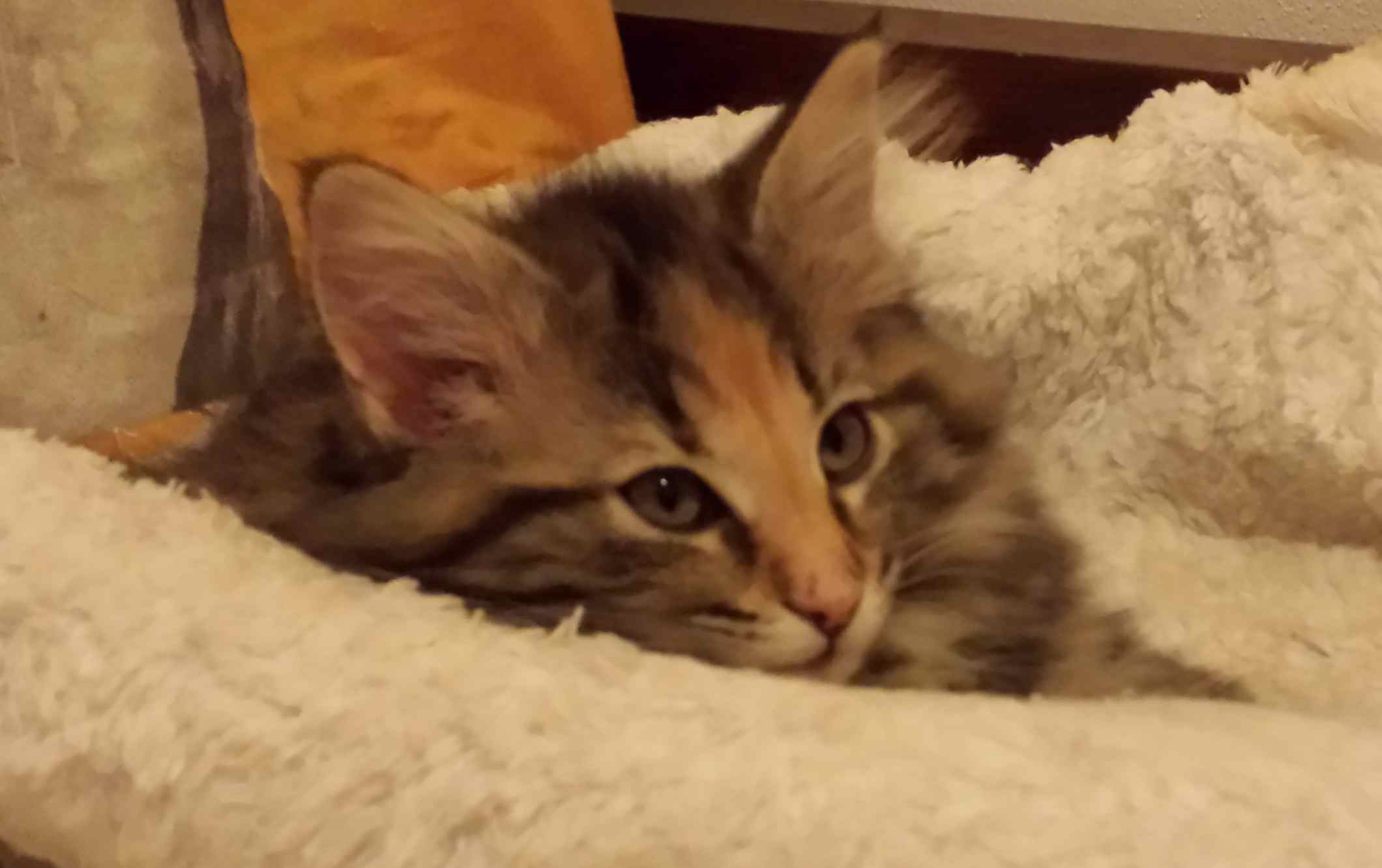 Cucciolo di Gatto delle Foreste Norvegesi disponibile