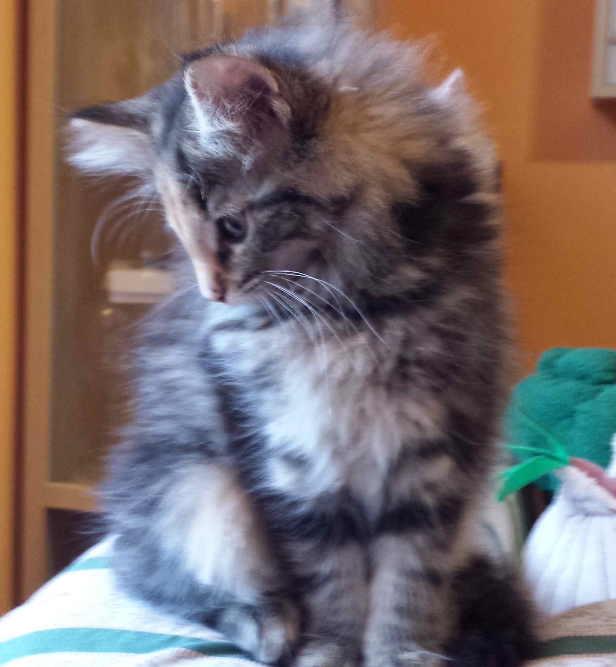 Cucciolo di Gatto delle Foreste Norvegesi disponibile