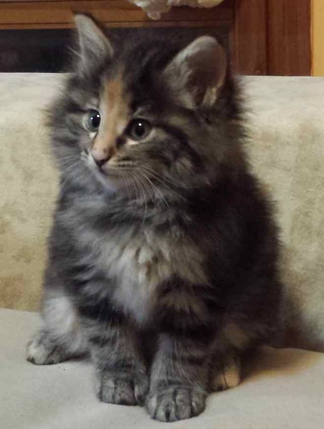 Cucciolo gatto Delle Foreste norvegese disponibile