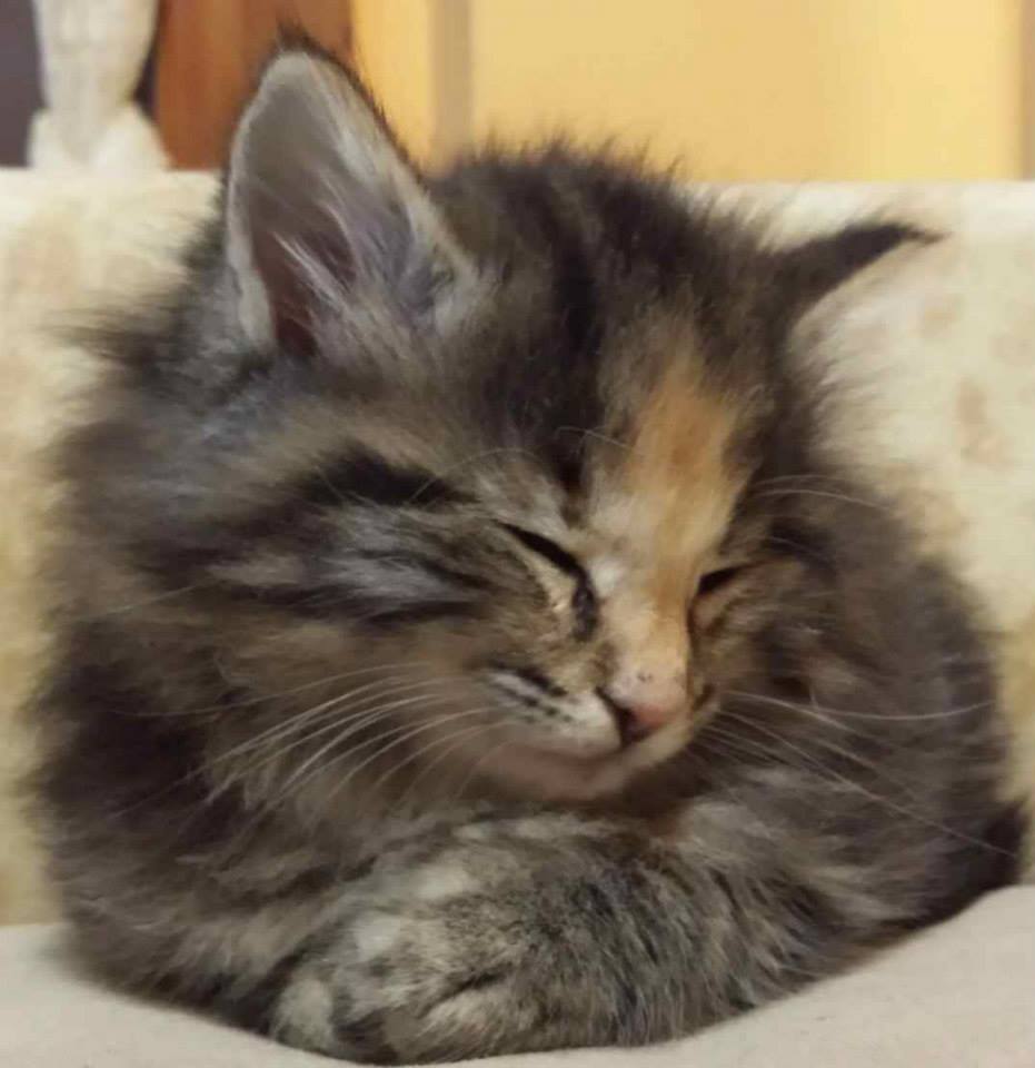 Cucciolo gatto Delle Foreste norvegese disponibile