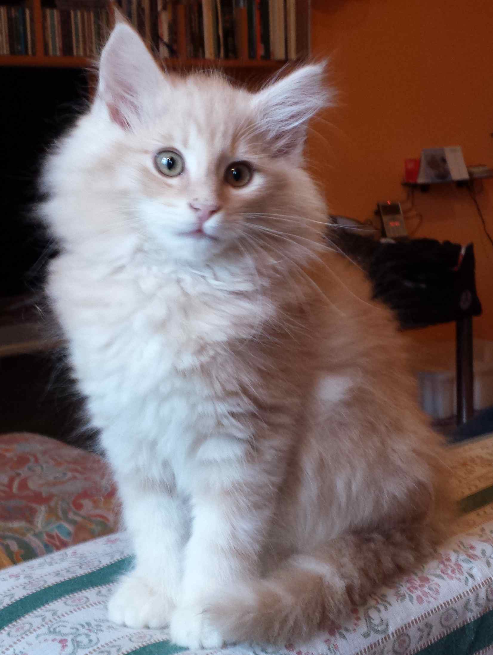 Cucciolo di Gatto delle Foreste Norvegesi disponibile