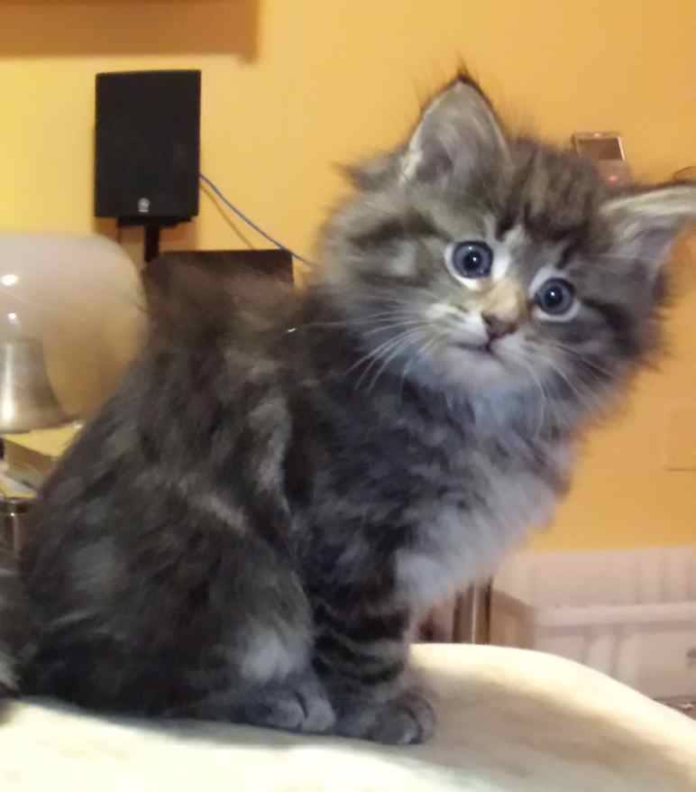 Cucciolo gatto Delle Foreste norvegese disponibile