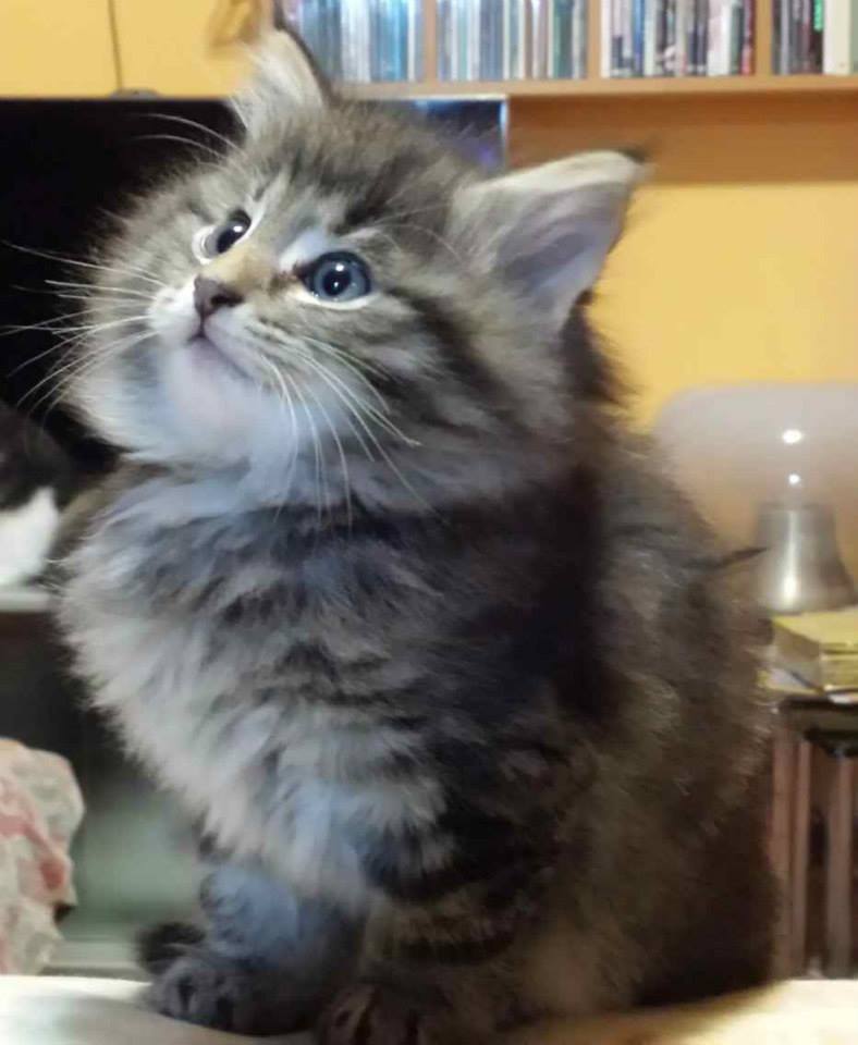 Cucciolo gatto Delle Foreste norvegese disponibile