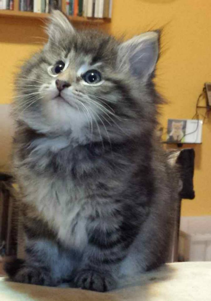 Cucciolo gatto Delle Foreste norvegese disponibile