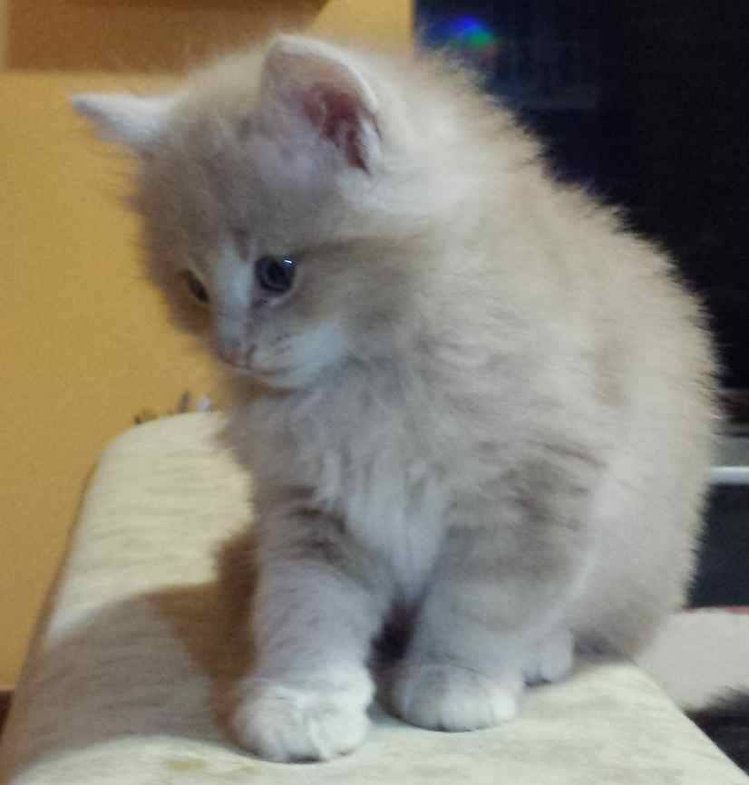 Cucciolo gatto Delle Foreste norvegese disponibile