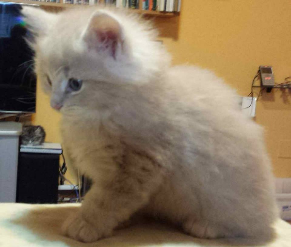 Cucciolo gatto Delle Foreste norvegese disponibile
