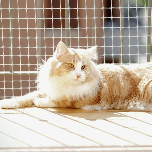 Plan Mating Norwegian Forest Cat--Piano di Accoppiamento Cucciolo Gatto Norvegese Weber