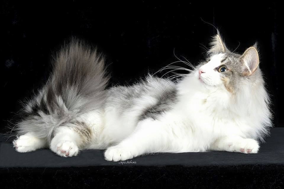 GATTO NORVEGESE CUCCIOLI ZETA