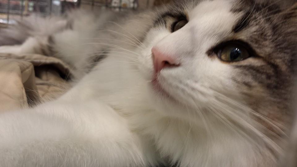 GATTO NORVEGESE CUCCIOLI ZETA