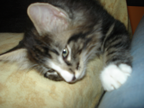 cuccioli norvegese disponibili Dan of scratch of smiles