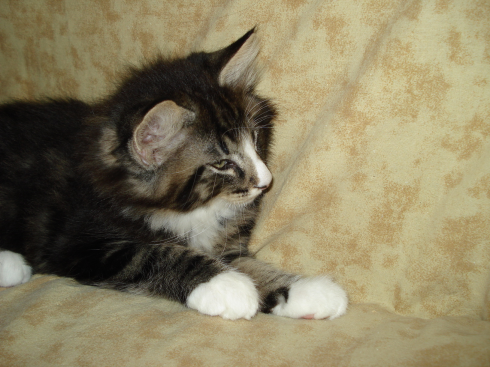 cuccioli norvegese disponibili Dan of scratch of smiles