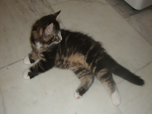 cuccioli norvegese disponibili Dan of scratch of smiles