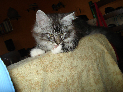 cuccioli norvegese disponibili Din of scratch of smiles