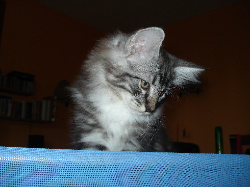 cuccioli norvegese disponibili Din of scratch of smiles