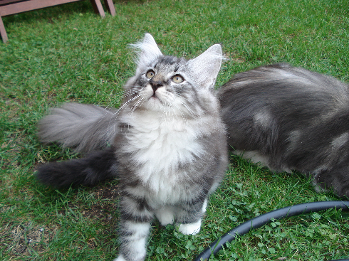 cuccioli norvegese disponibili Din of scratch of smiles