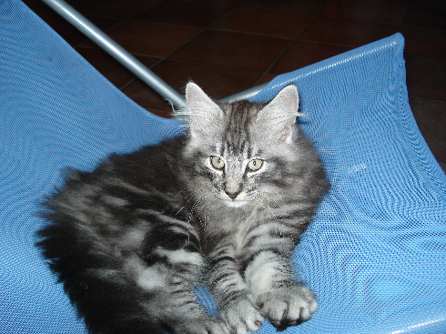 cuccioli norvegese disponibili Don of scratch of smiles