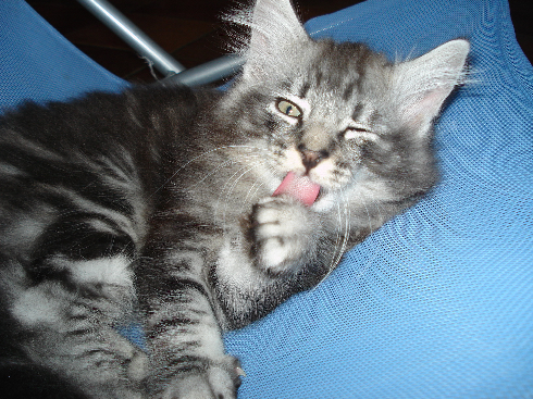 cuccioli norvegese disponibili Don of scratch of smiles