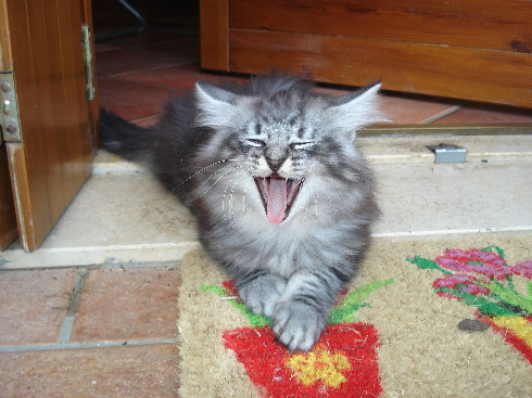 cuccioli norvegese disponibili Don of scratch of smiles