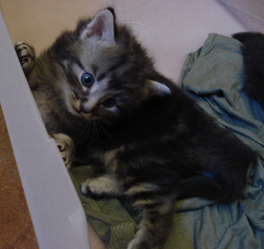 Cucciolo Gatto Norvegese Delle Foreste Don quarta settimana Cucciolo Gatto Norvegese Delle Foreste Don quarta settimana