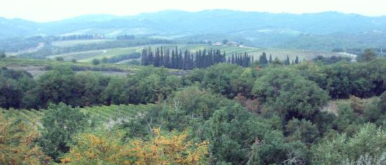 gatti norvegesi quercegrossa siena toscana