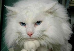 Gatto Norvegese bianco