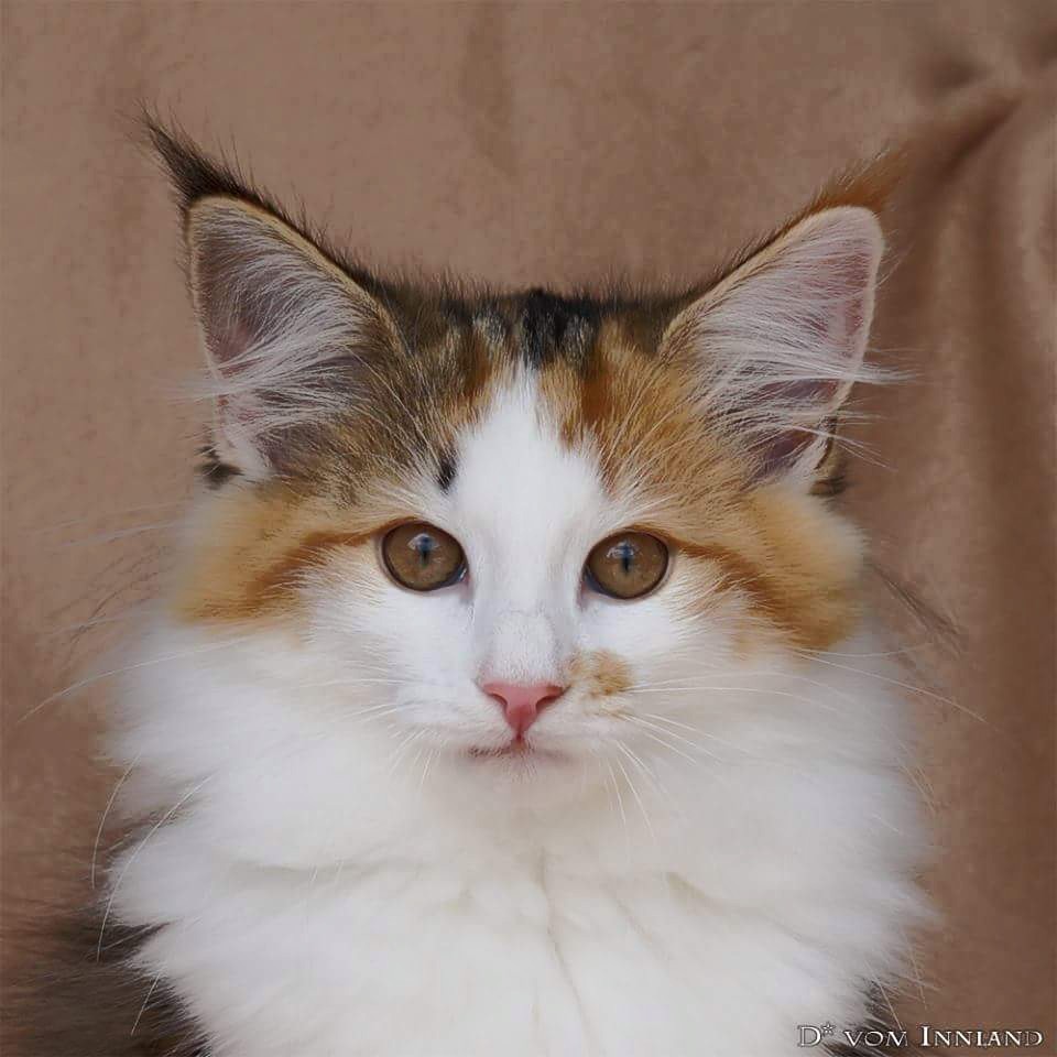 GATTO NORVEGESE CUCCIOLI ALETTA