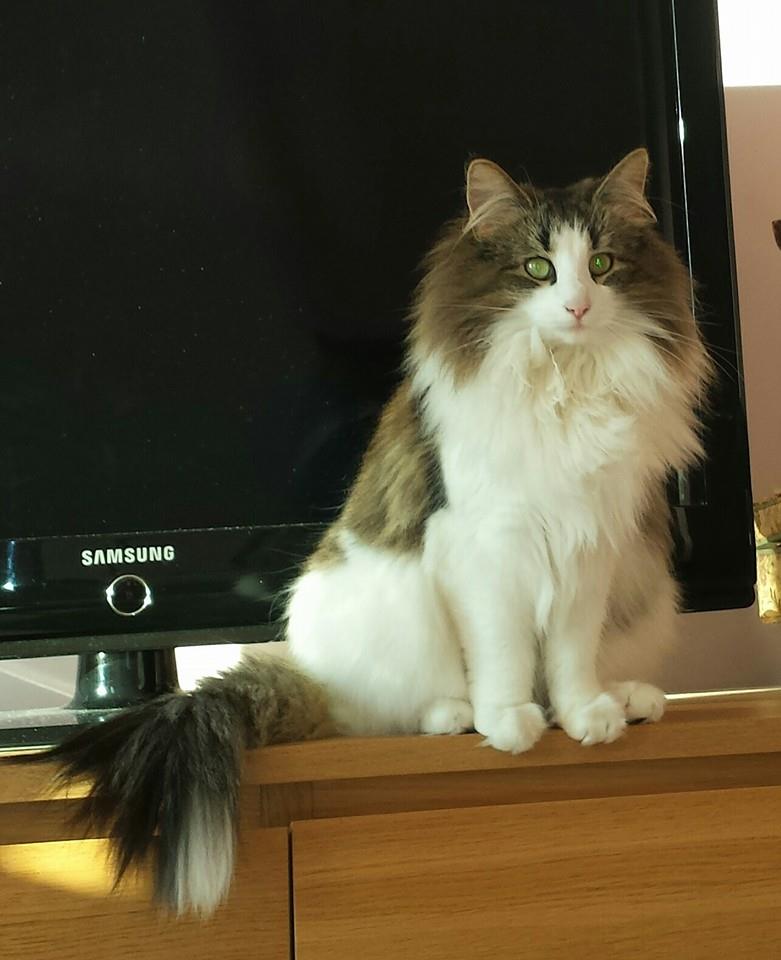 GATTO NORVEGESE FIORA CUCCIOLI GATTO NORVEGESE