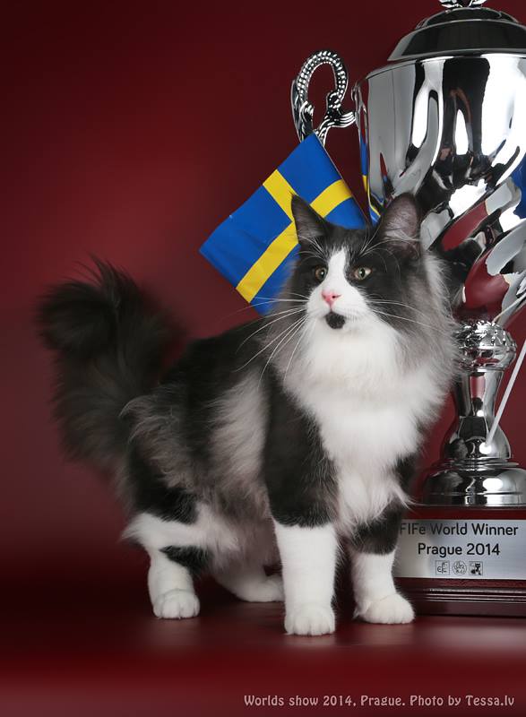 GATTI NORVEGESI E CUCCIOLI CAMPIONI INTERNAZIONALI DI BELLEZZA