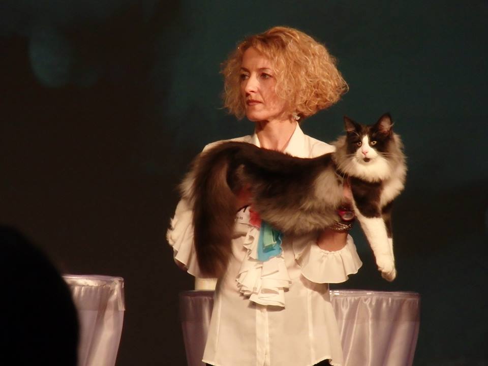 NORVEGESE DELLE FORESTE CAMPIONE DEL MONDO ORLANDO DIRAC CUCCIOLI GATTO NORVEGESE