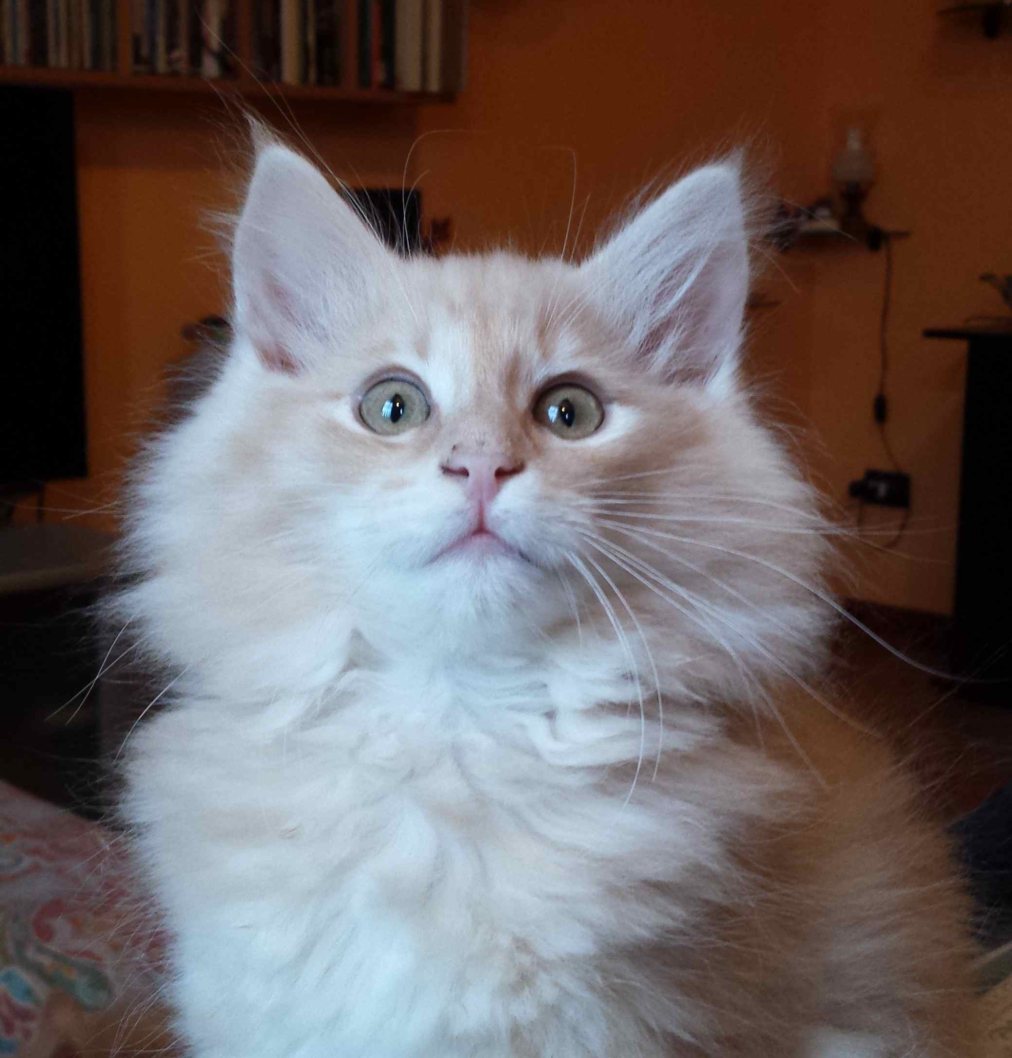 Cucciolo di Gatto delle Foreste Norvegesi disponibile
