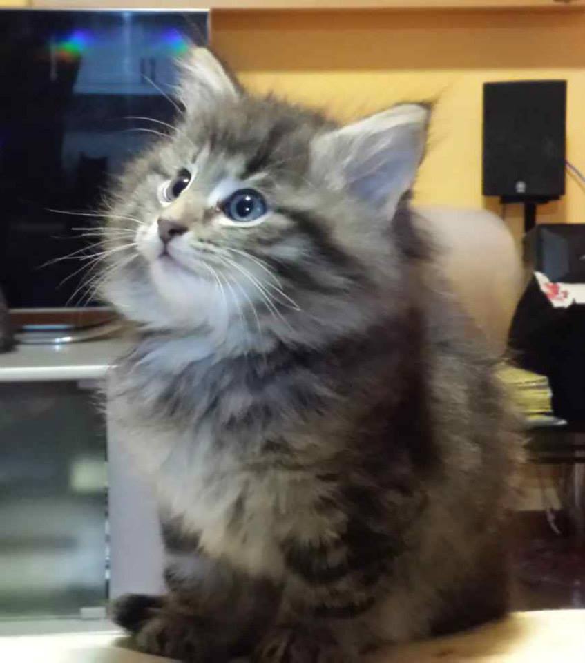 Cucciolo gatto Delle Foreste norvegese disponibile