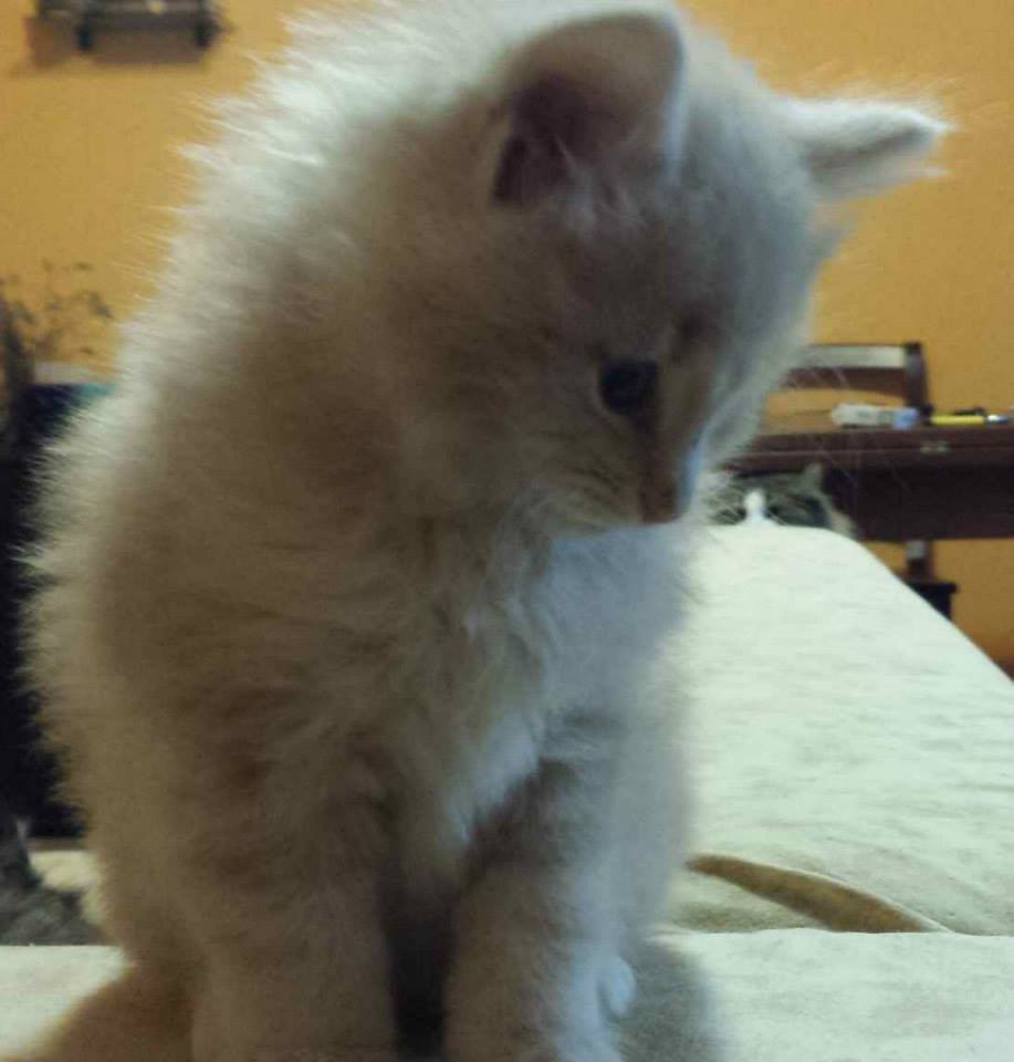 Cucciolo gatto Delle Foreste norvegese disponibile