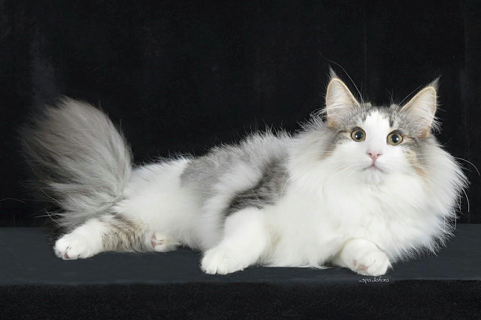 GATTO NORVEGESE CUCCIOLI ZETA