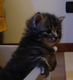 Cucciolo Gatto Norvegese Delle Foreste Don quarta settimana