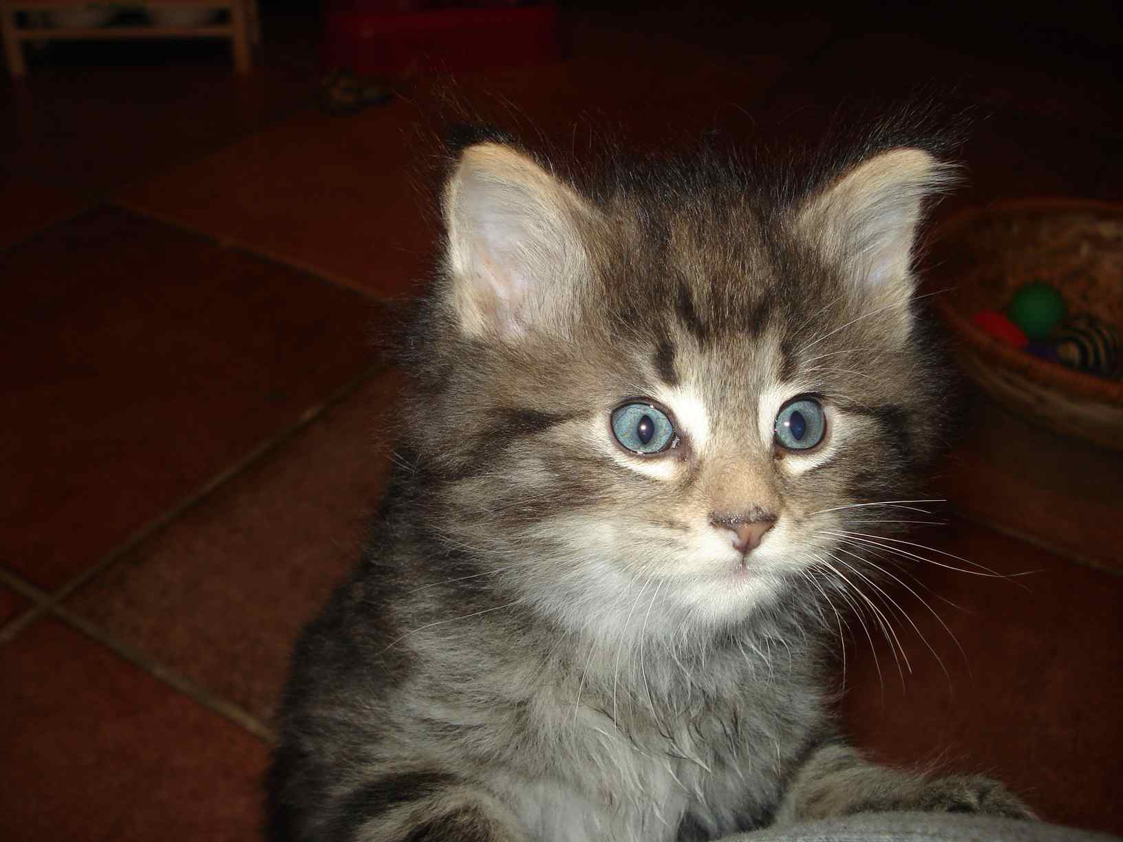 Cucciolo Gatto delle Foreste Norvegesi disponibile Viola 7e