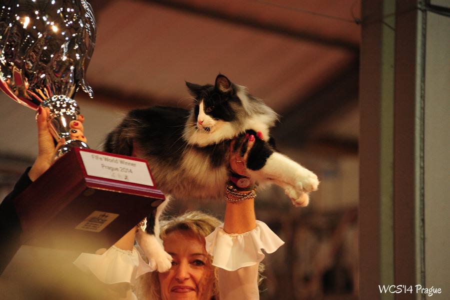 GATTI NORVEGESI E CUCCIOLI CAMPIONI INTERNAZIONALI DI BELLEZZA IL NORVEGESE CAMPIONE DEL MONDO ORLANDO
