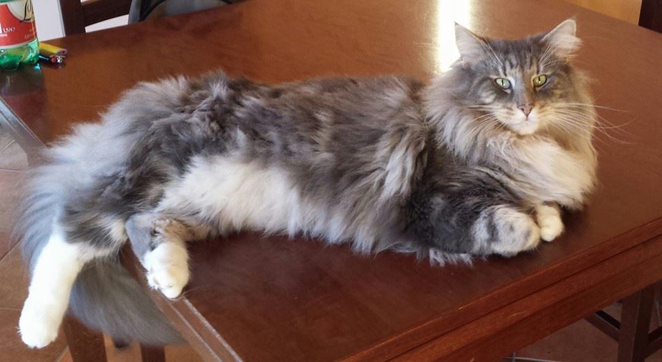 GATTI NORVEGESI E CUCCIOLI CAMPIONI INTERNAZIONALI DI BELLEZZA NIXON