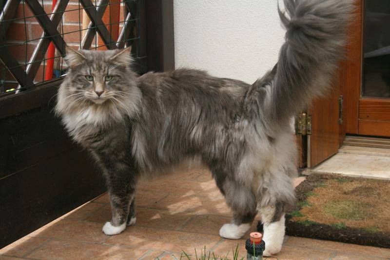 GATTO NORVEGESE NIXON CUCCIOLI NORVEGESE DELLE FORESTE