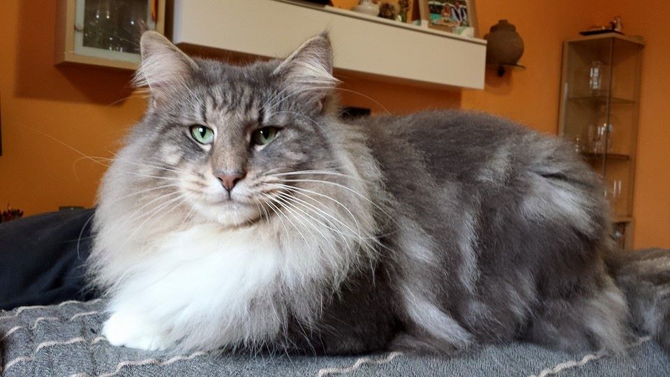 GATTO NORVEGESE NIXON CUCCIOLI NORVEGESE DELLE FORESTE